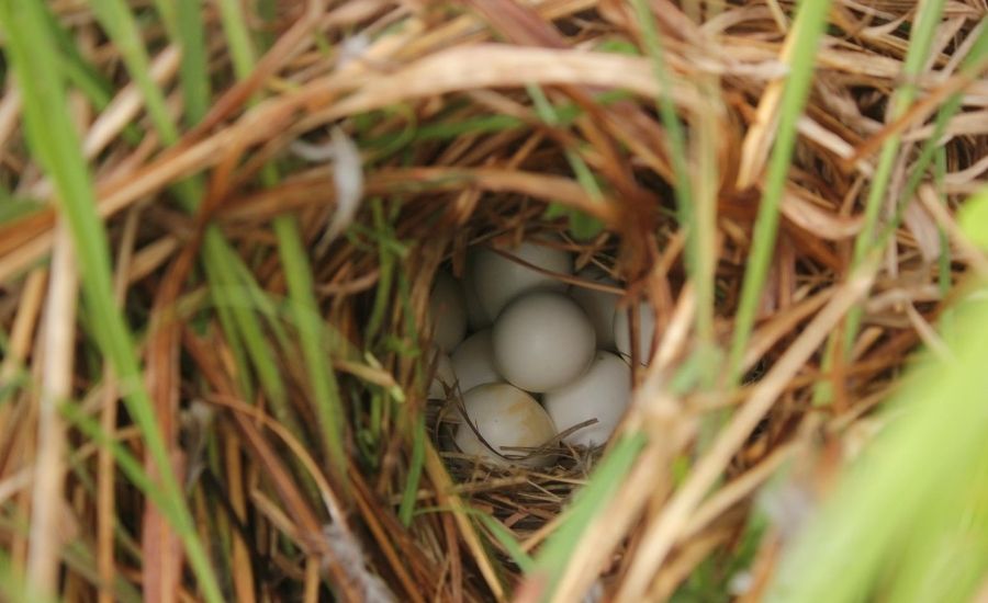 Bobwhite nest
