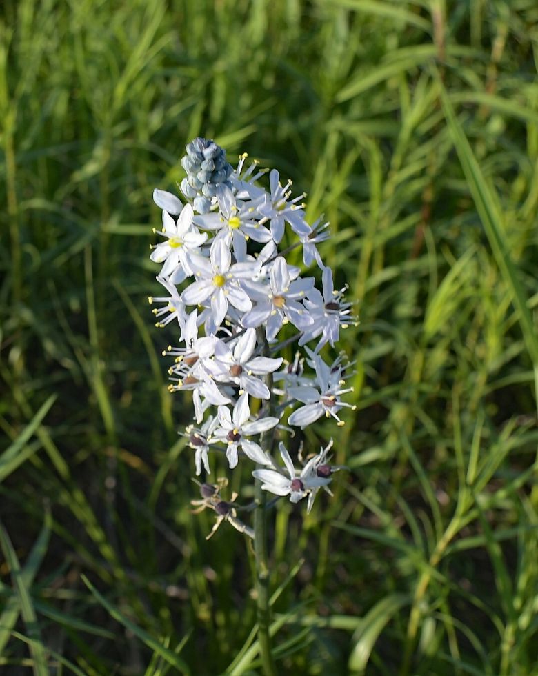 Wild hyacinth flower at Bruns Tract