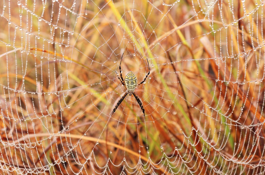 Garden spider and dew Snowball Hill Prairie