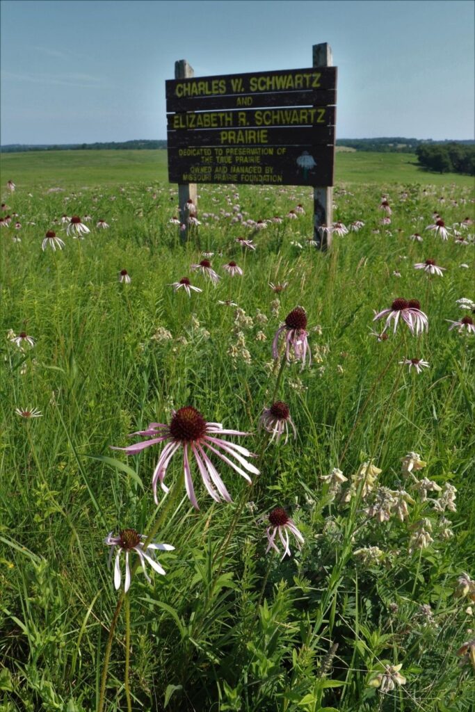 Green field with pale purple coneflowers and the sign to Schwartz Prairie