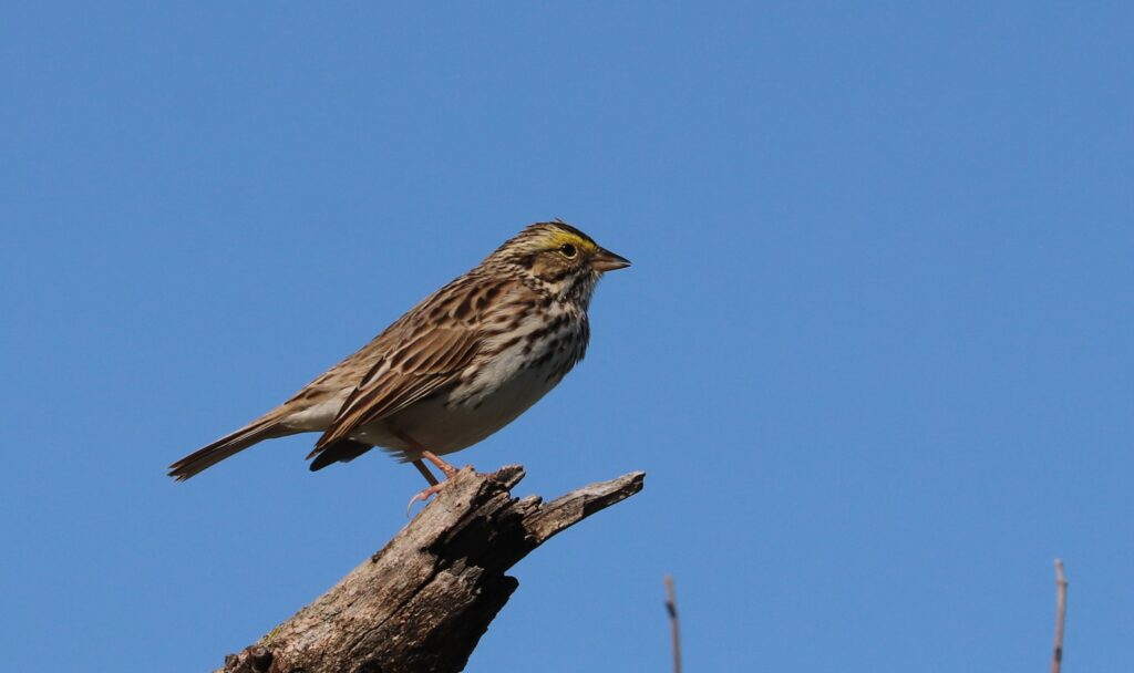 brown savanna sparrow bird against blue sky at pleasant run creek prairie
