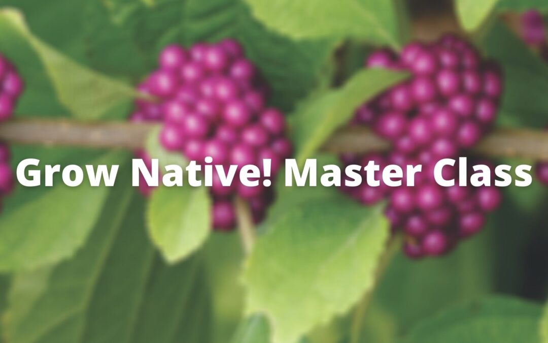 Grow Native! Master Class: Native Shrubs of the Lower Midwest with Alan Branhagen