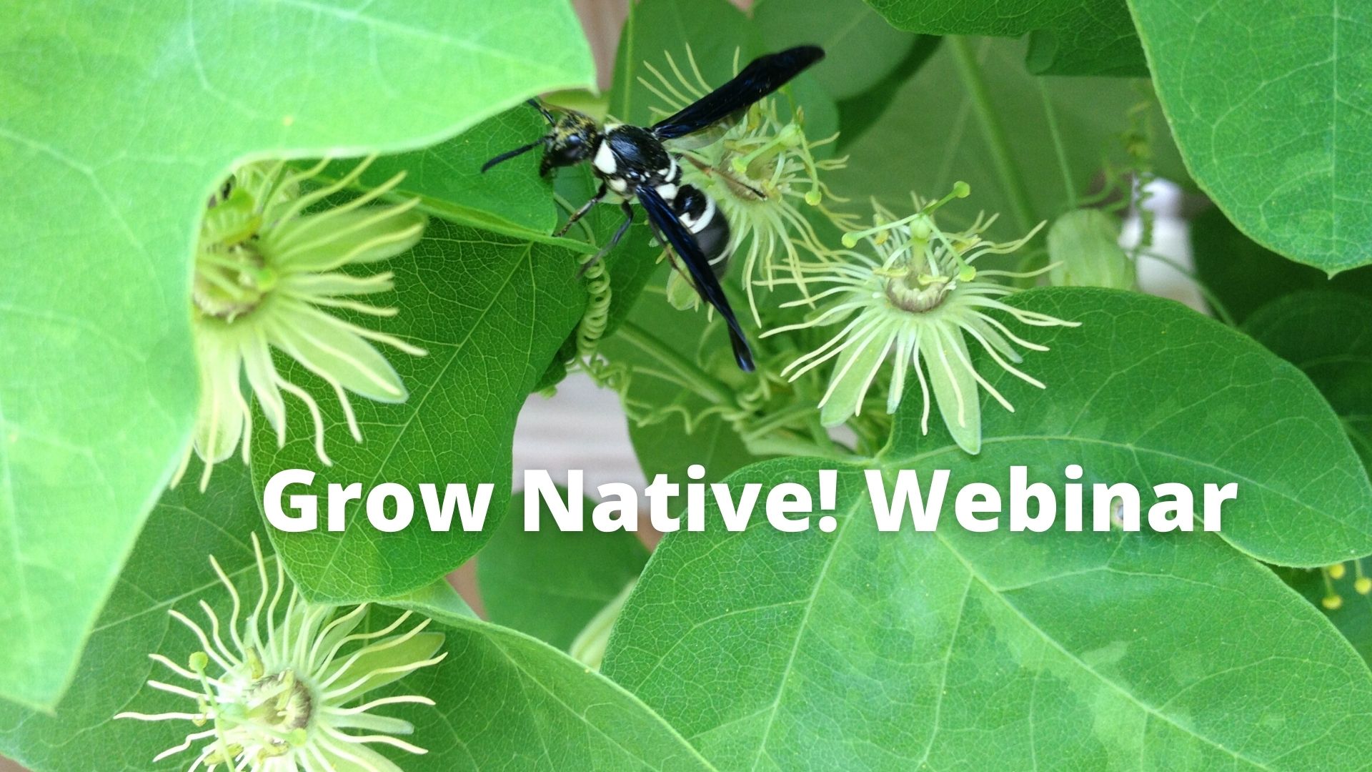 Heather webinar