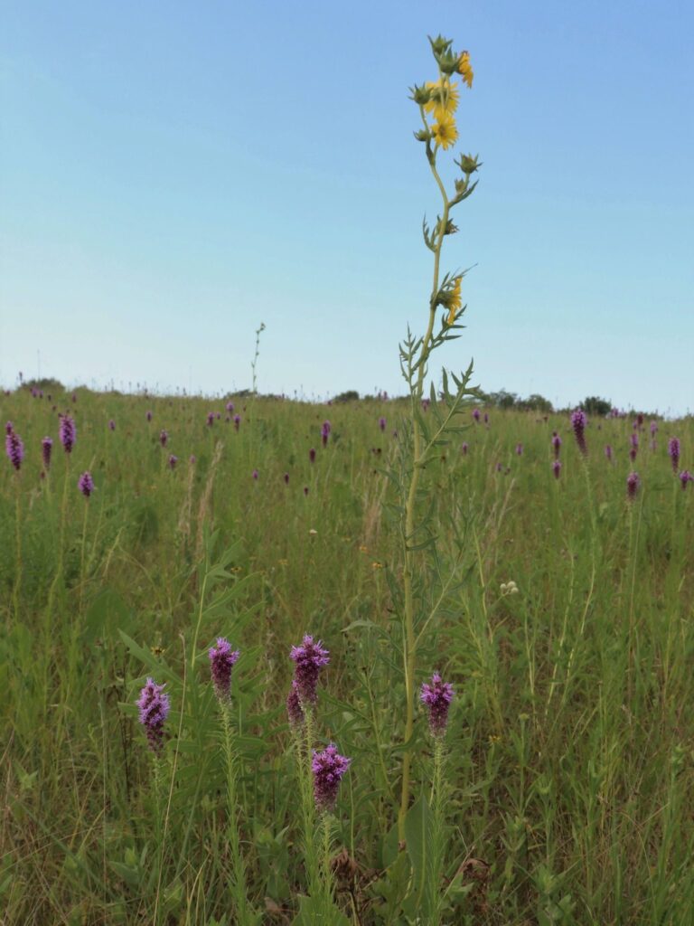Green prairie with blue sky, tall yell compass plant flowers and purple blazing stars