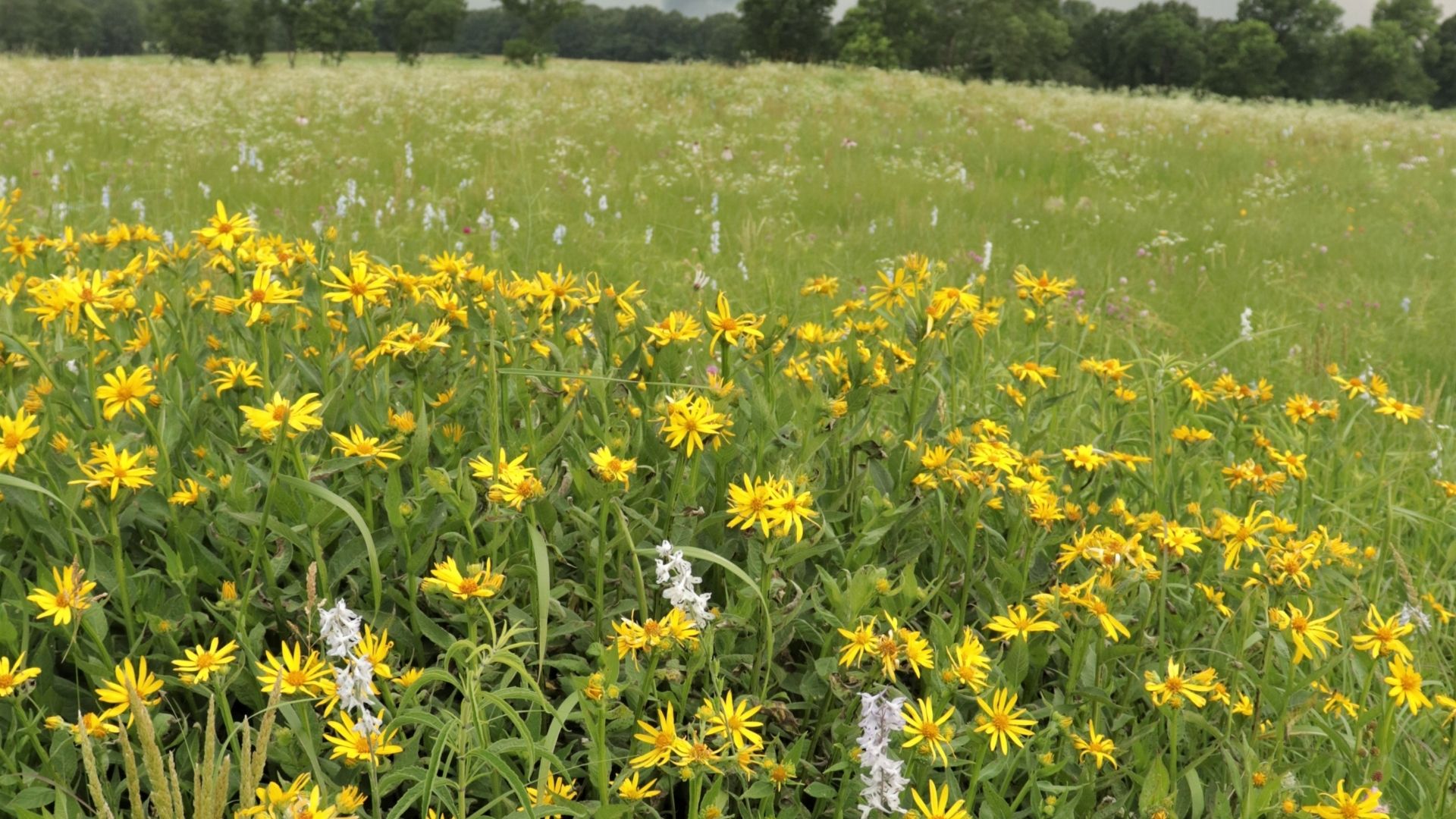 Green field with yellow and white flowers