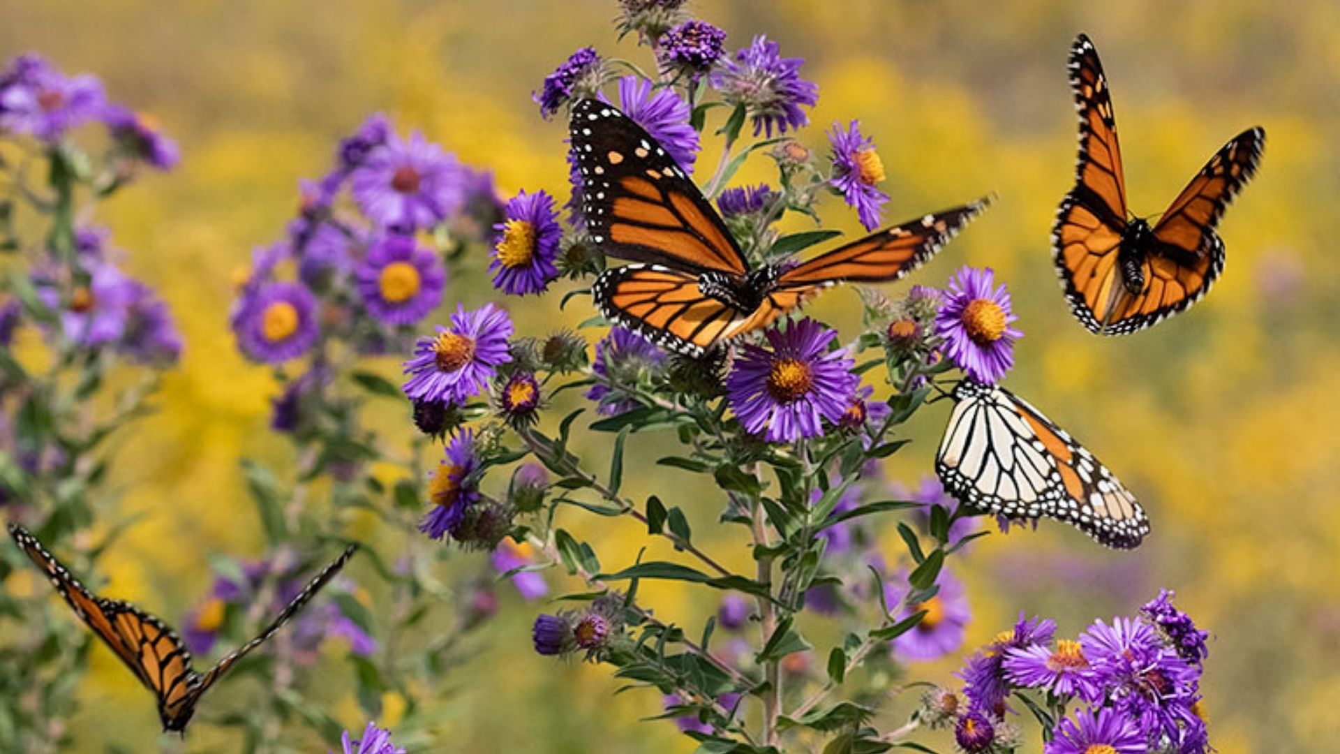 Many orange and black monarch butterflies surrounding an aster plant with bright purple flowers