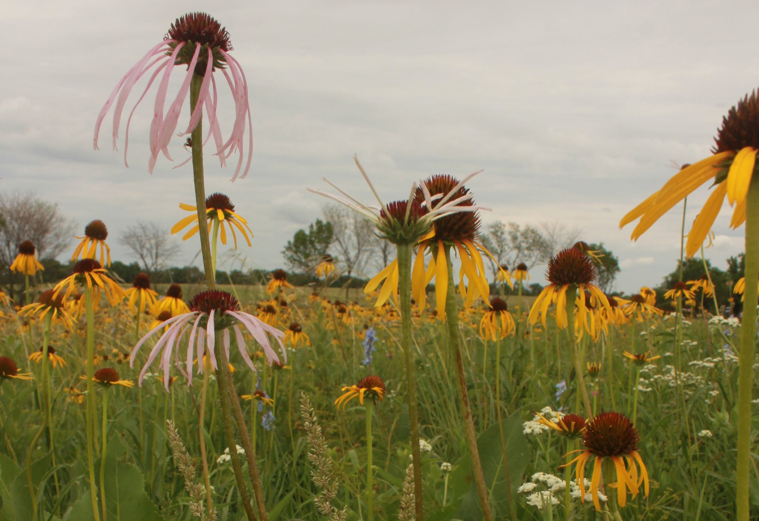 photo of pale pink and yellow coneflowers in bloom.