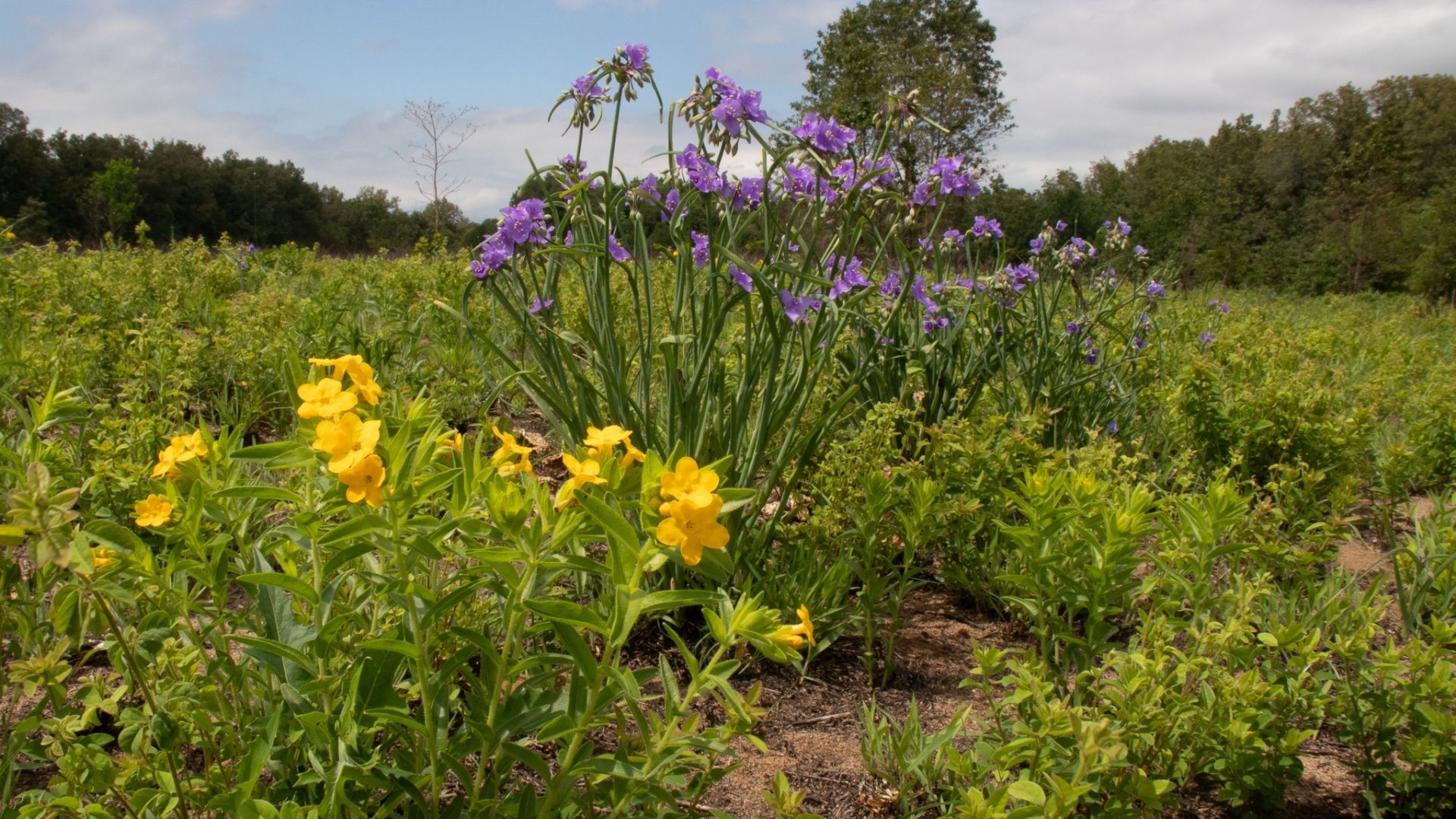 Photo of yellow and purple flowers blooming in the green sand prairie
