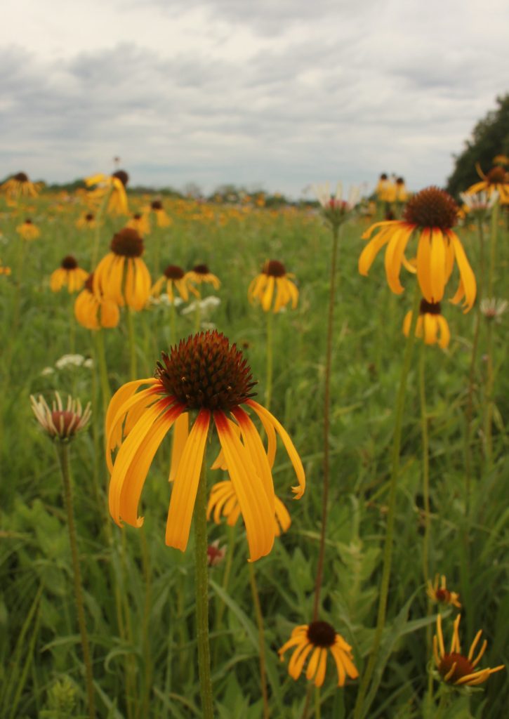 Flowers with yellow petals and brown centers in a prairie.