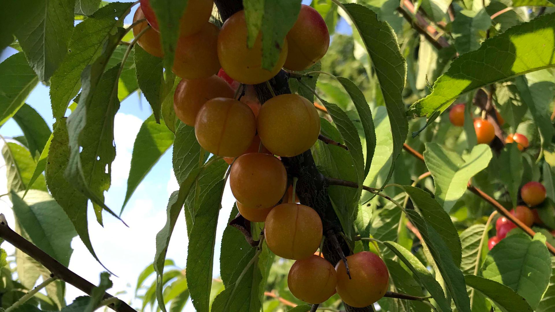 Orange fruits hanging from a tree with green leaves.