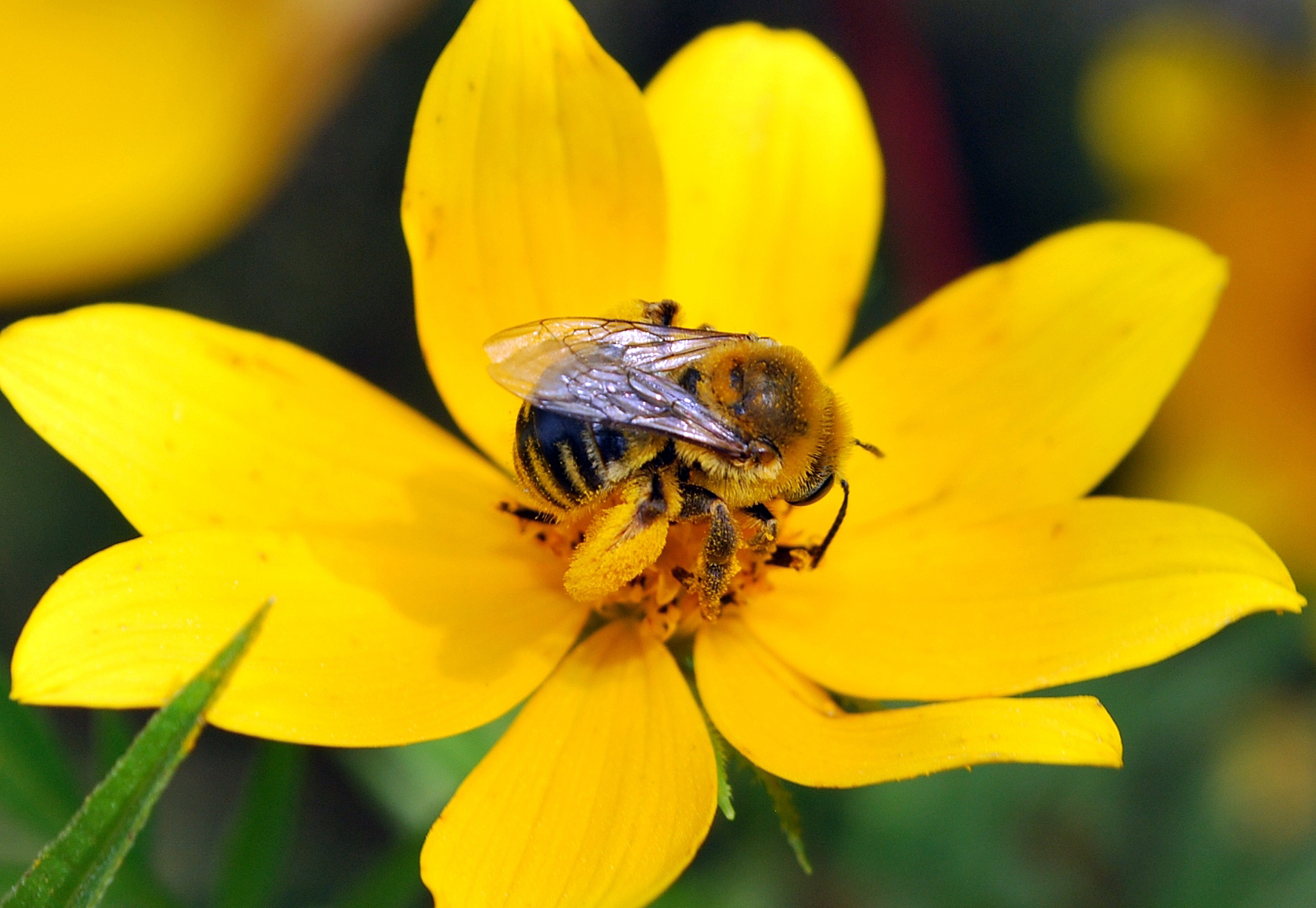 Photograph of native bee with pollen on yellow flower (Bidens aristosa)