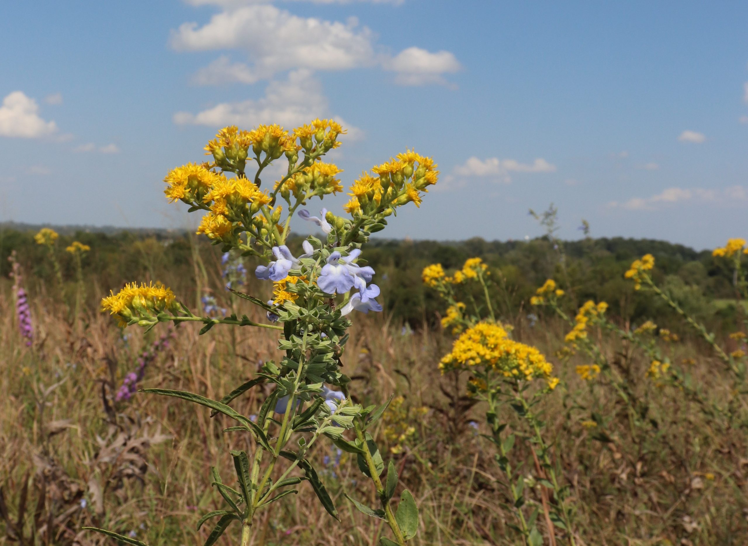 Yellow and blue flowers in the foreground of a prairie during the fall season