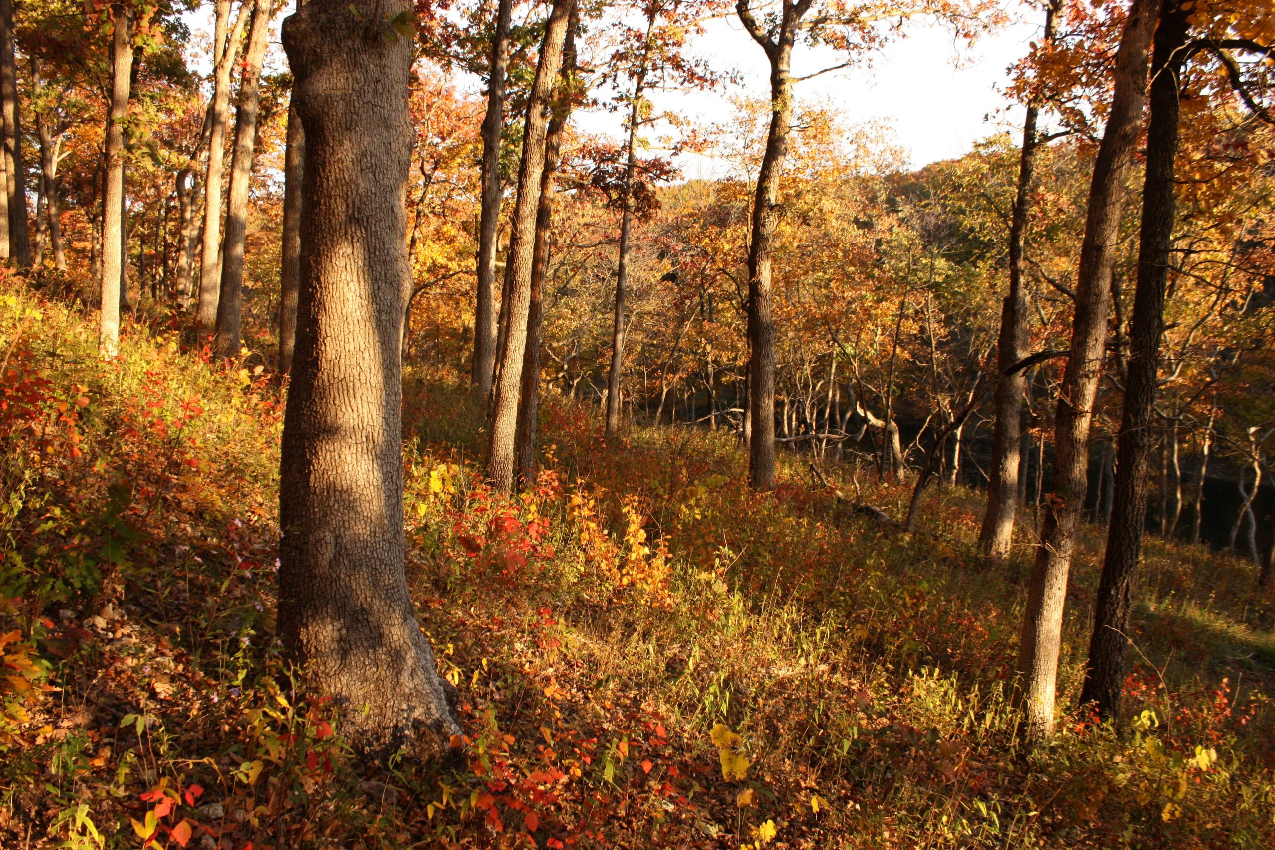 Missouri woodland in the fall with orange and brown leaves