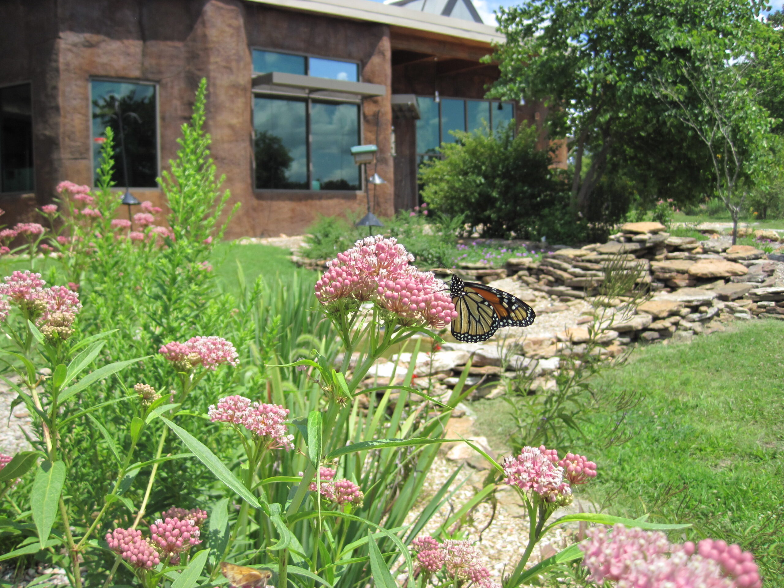 native landscape featuring swamp milkweed with a monarch butterfly on a bloom in the foreground with rock landscaping and a building in the background