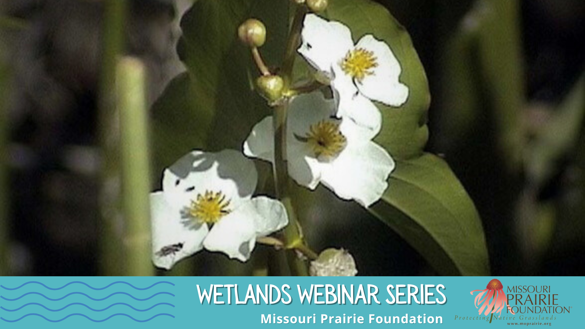 MPF Wetlands Webinar: Return of the Wapato