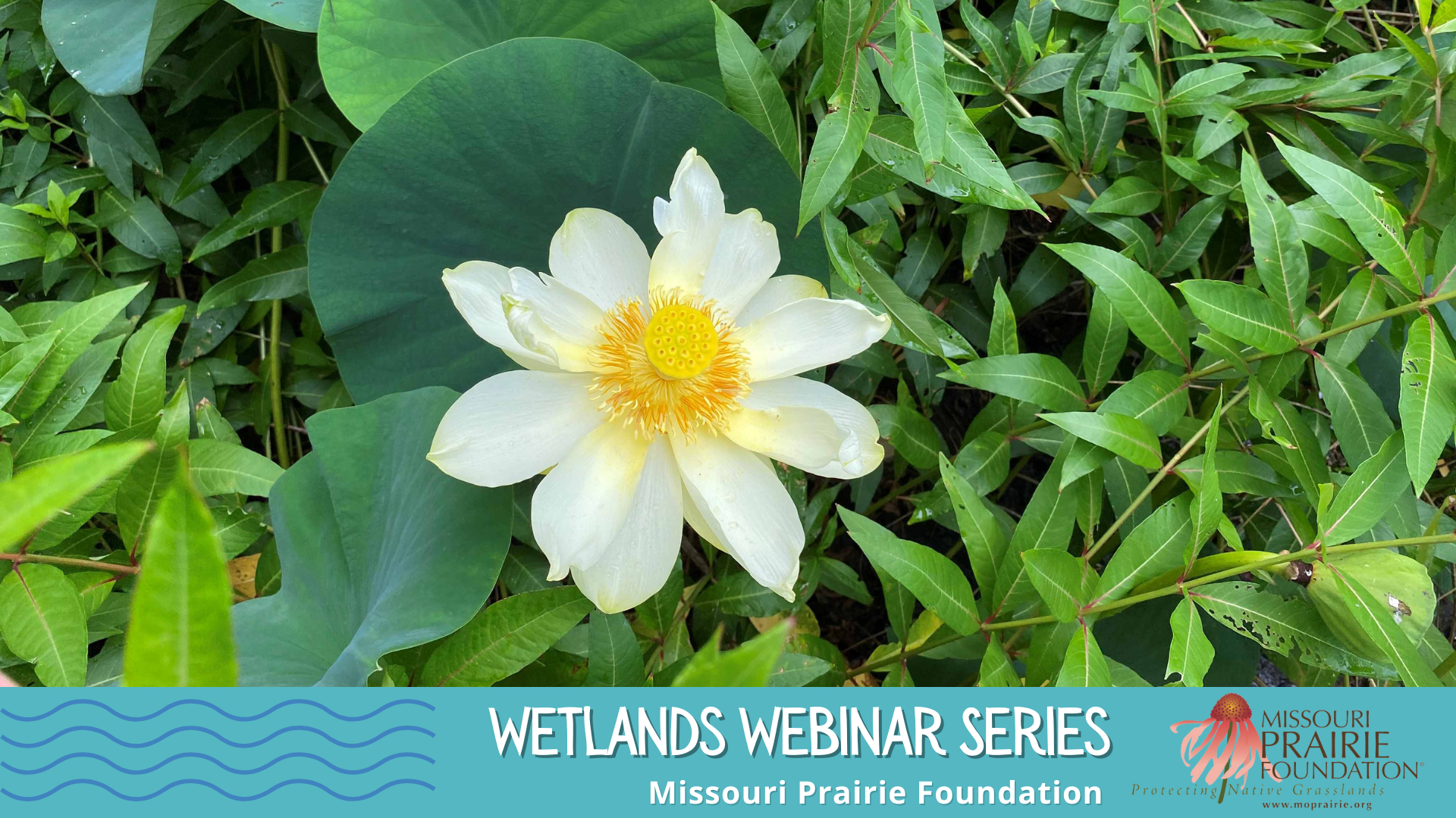 Photo of native wild lotus by Dr. Nadia Navarrete-Tindall