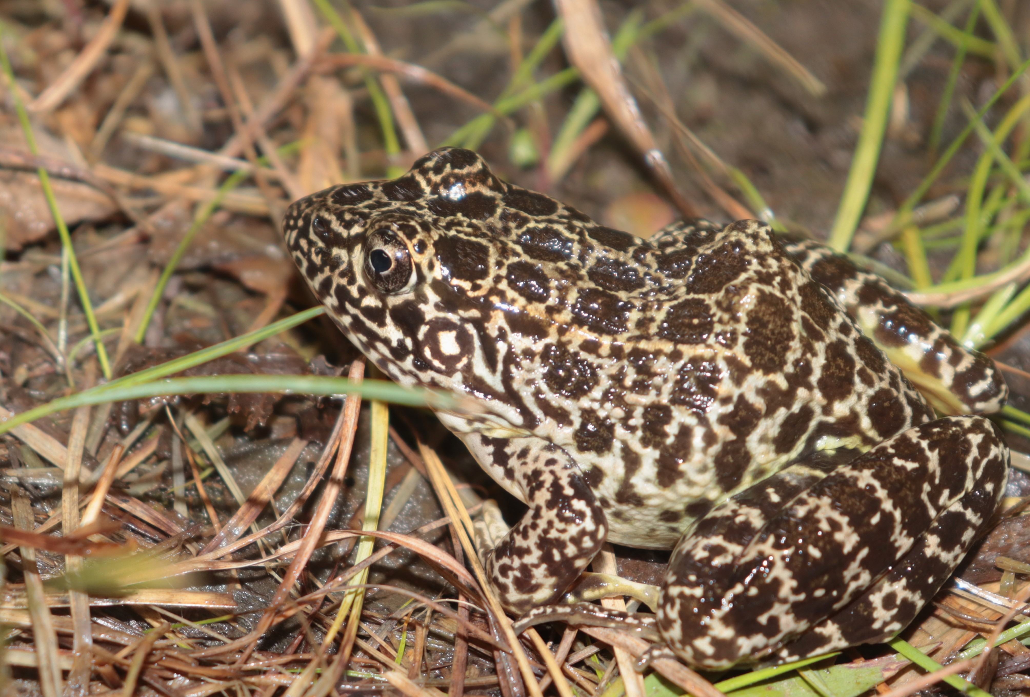 BS northern crawfish frog (Lithobates areolatus) – Coyne (Snadon tract) Prairie 6-7-2025 (2)