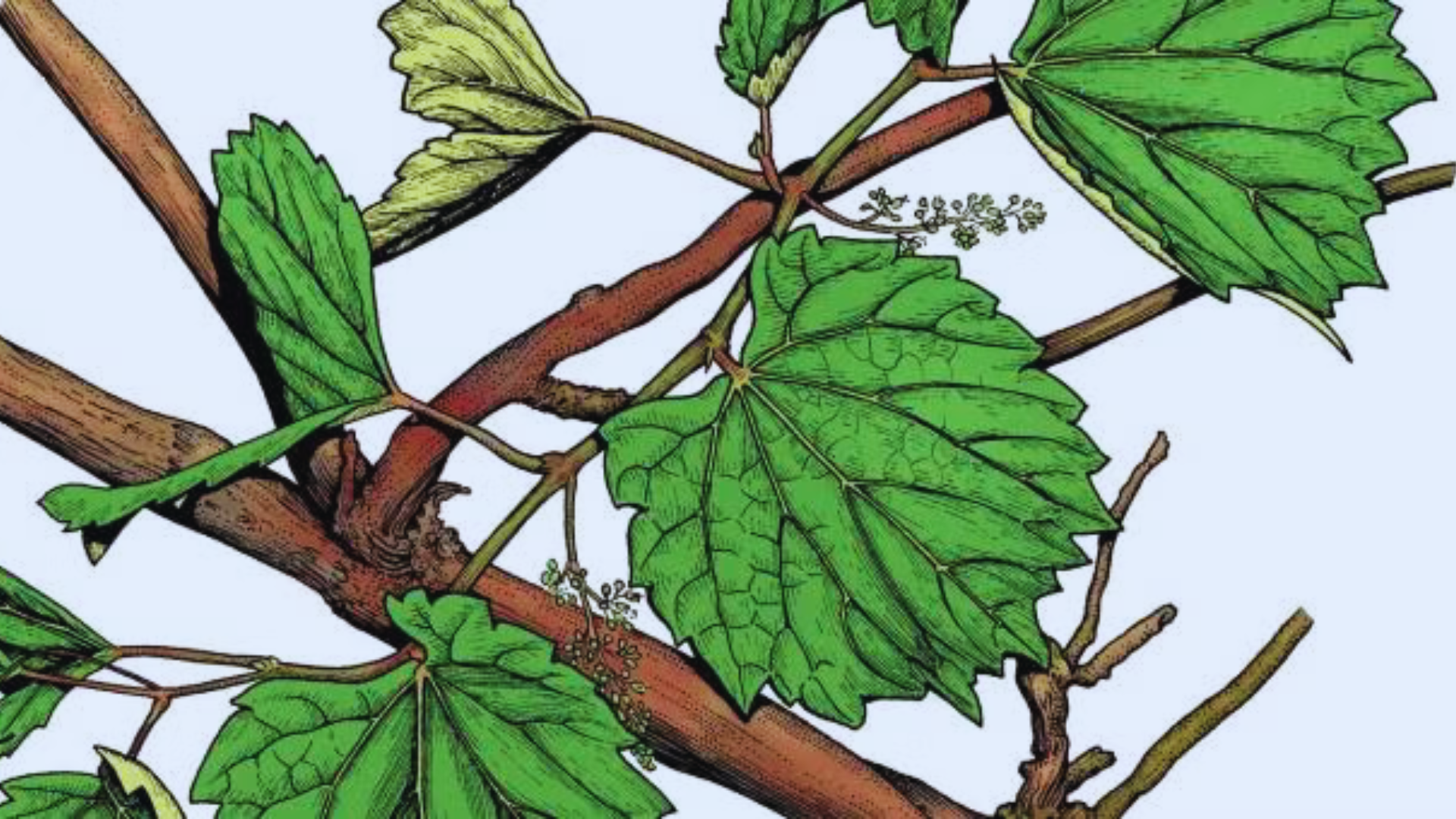 Illustration of Vitis rupestris by MDC