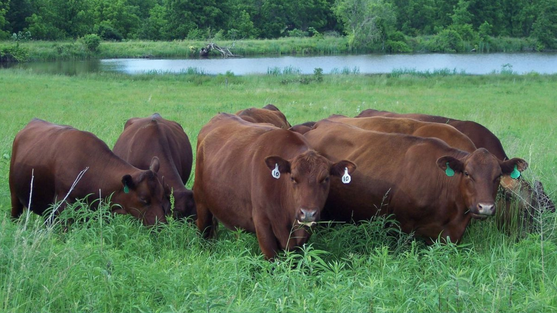 Cattle Grazing