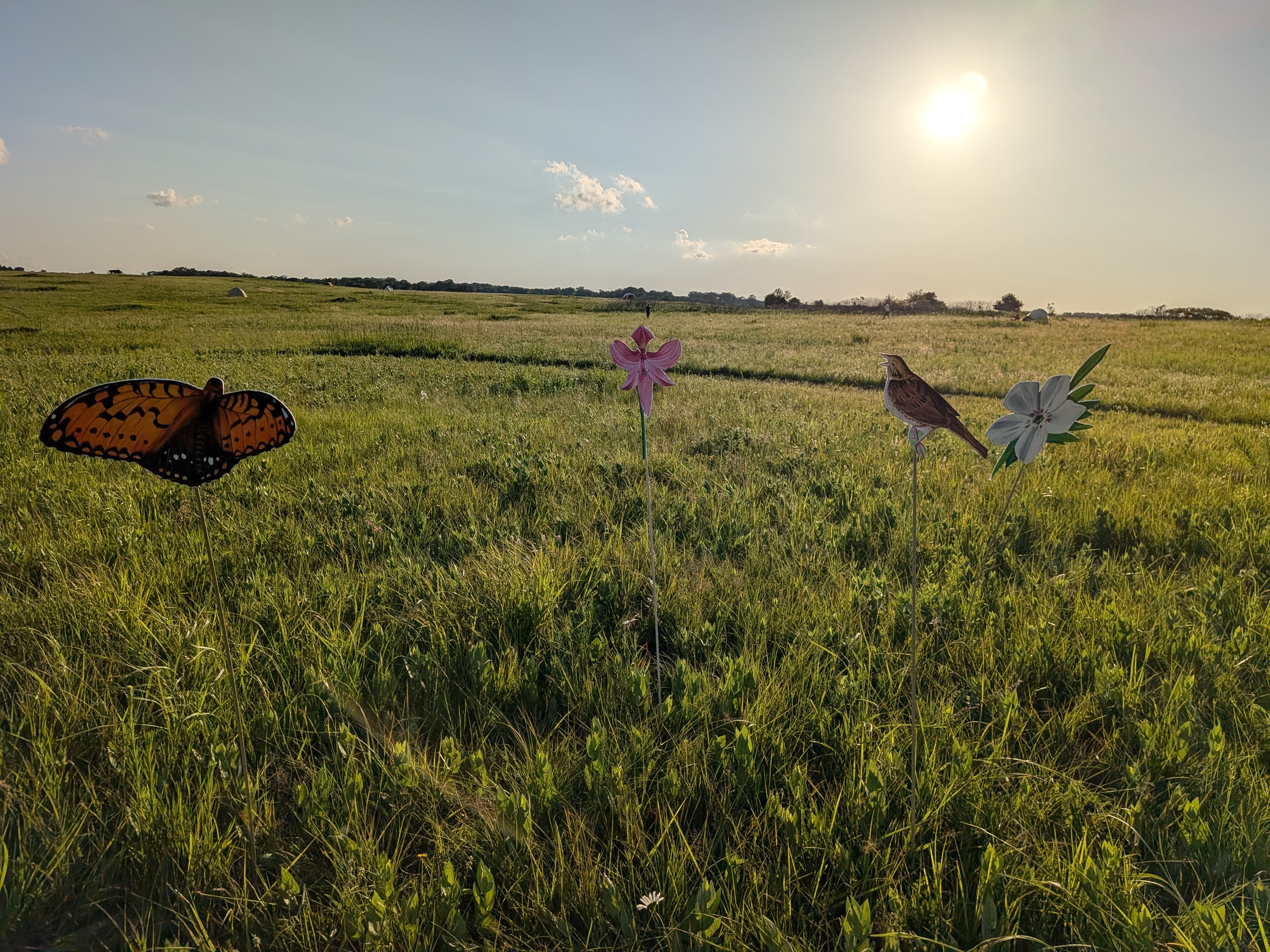 paintings by Julie Farstad (frittilary, grass pink orchid, henslow’s, phlox) – bioblitz 2025 – photo LG