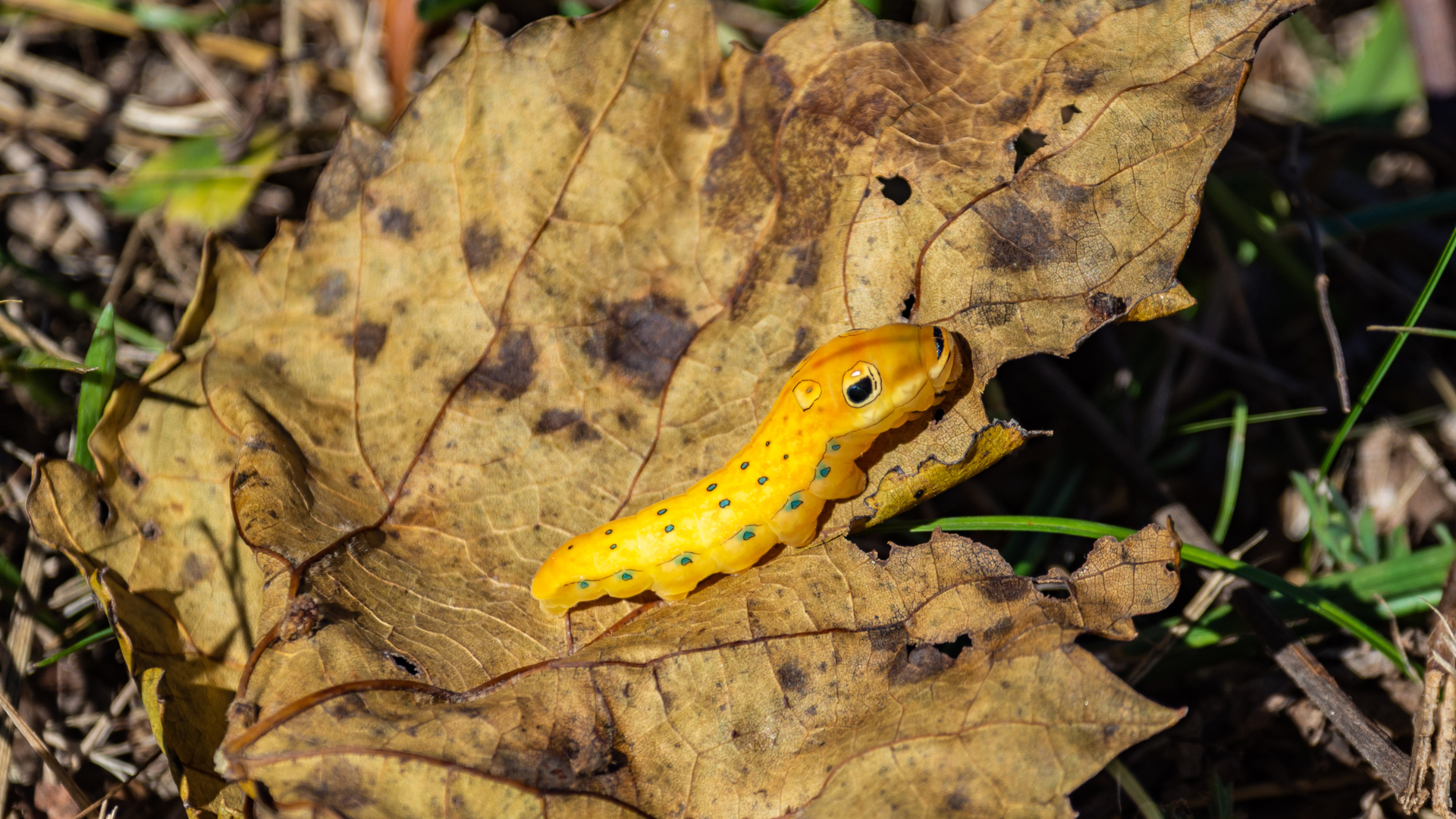 Bright yellow caterpillar on leaf litter by Matilda Adams