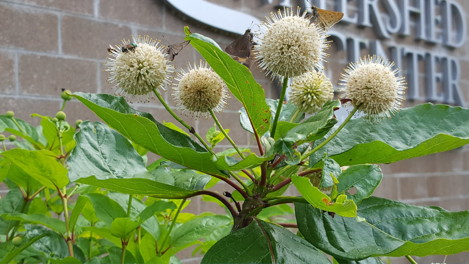 Photo of a verdant green buttonbush at the Watershed Center Rain Garden